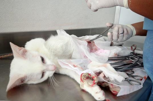 Abrirán en Tláhuac el 1er hospital gratuito para mascotas