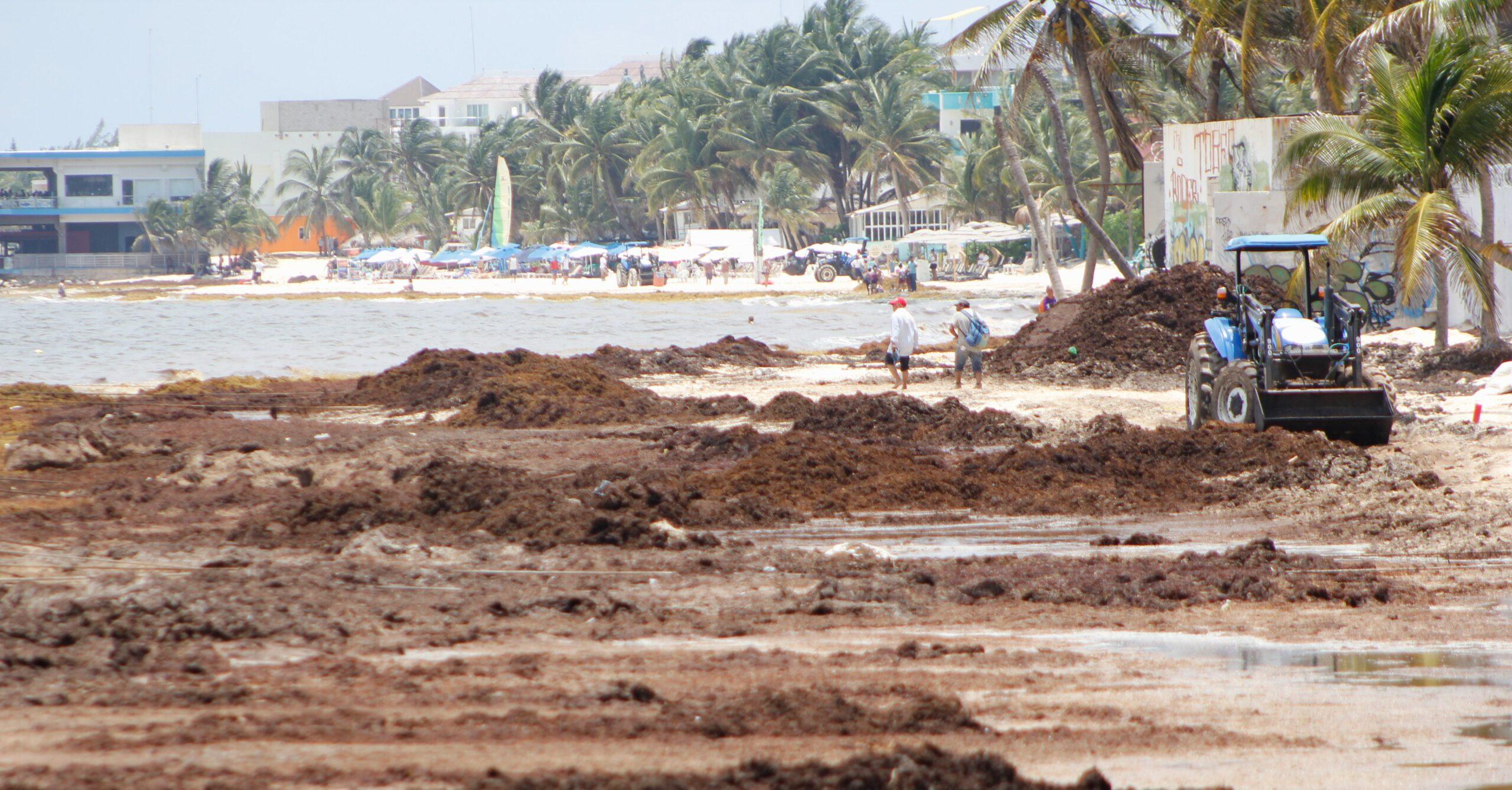 Sargazo en Quintana Roo se ha magnificado para afectar al nuevo gobierno: AMLO