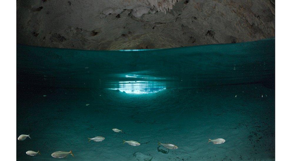 Cómo un pez mexicano puede tener una clave para reparar corazones dañados