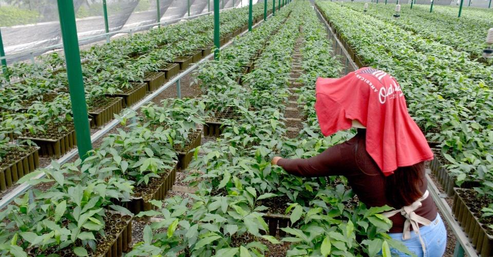 Agencia Mexicana de Cooperación Internacional para el Desarrollo responde a nota sobre retrasos en apoyos a Centroamérica