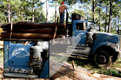 La tala de árboles en Jalisco <br>no se detiene