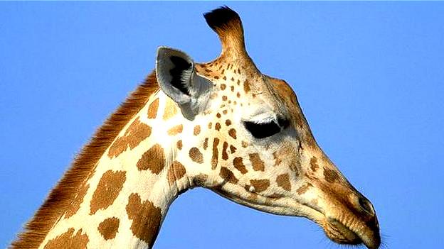 Sólo quedan 80 mil jirafas silvestres