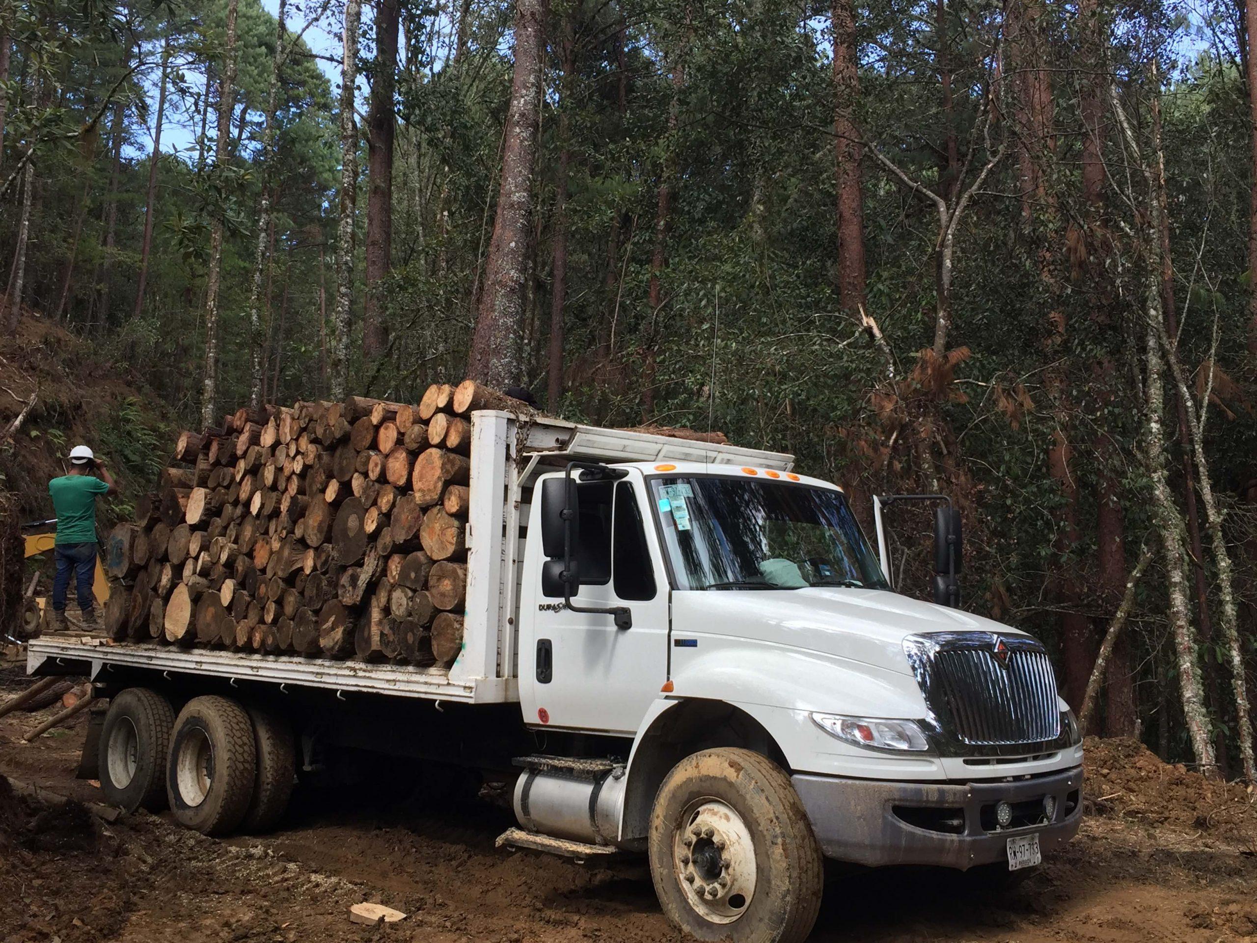 Madera importada domina el mercado de México, pionero en el manejo forestal comunitario