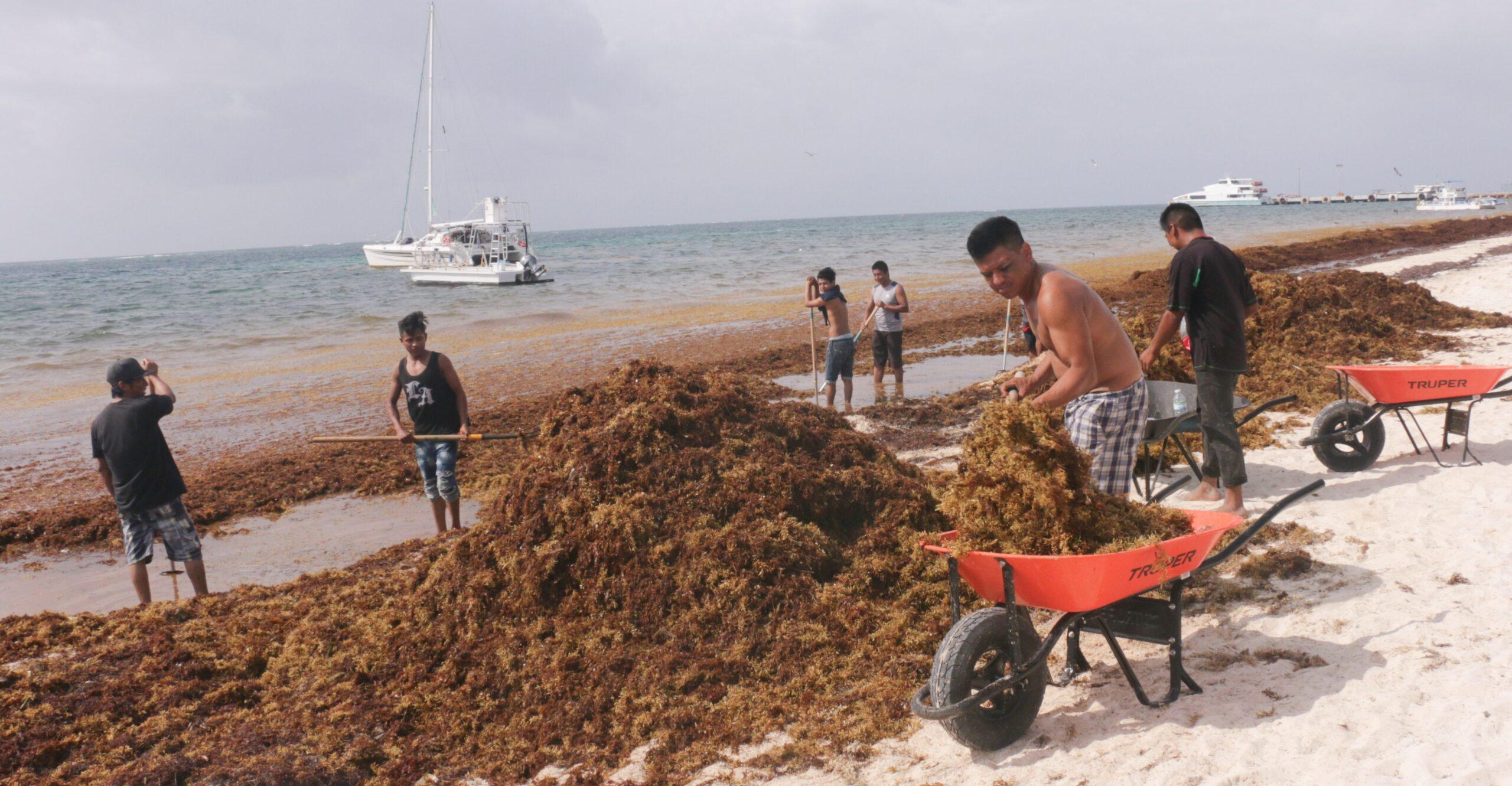 Gobierno de EPN gastó más de 800 mdp para atender el problema del sargazo, sin resultados positivos