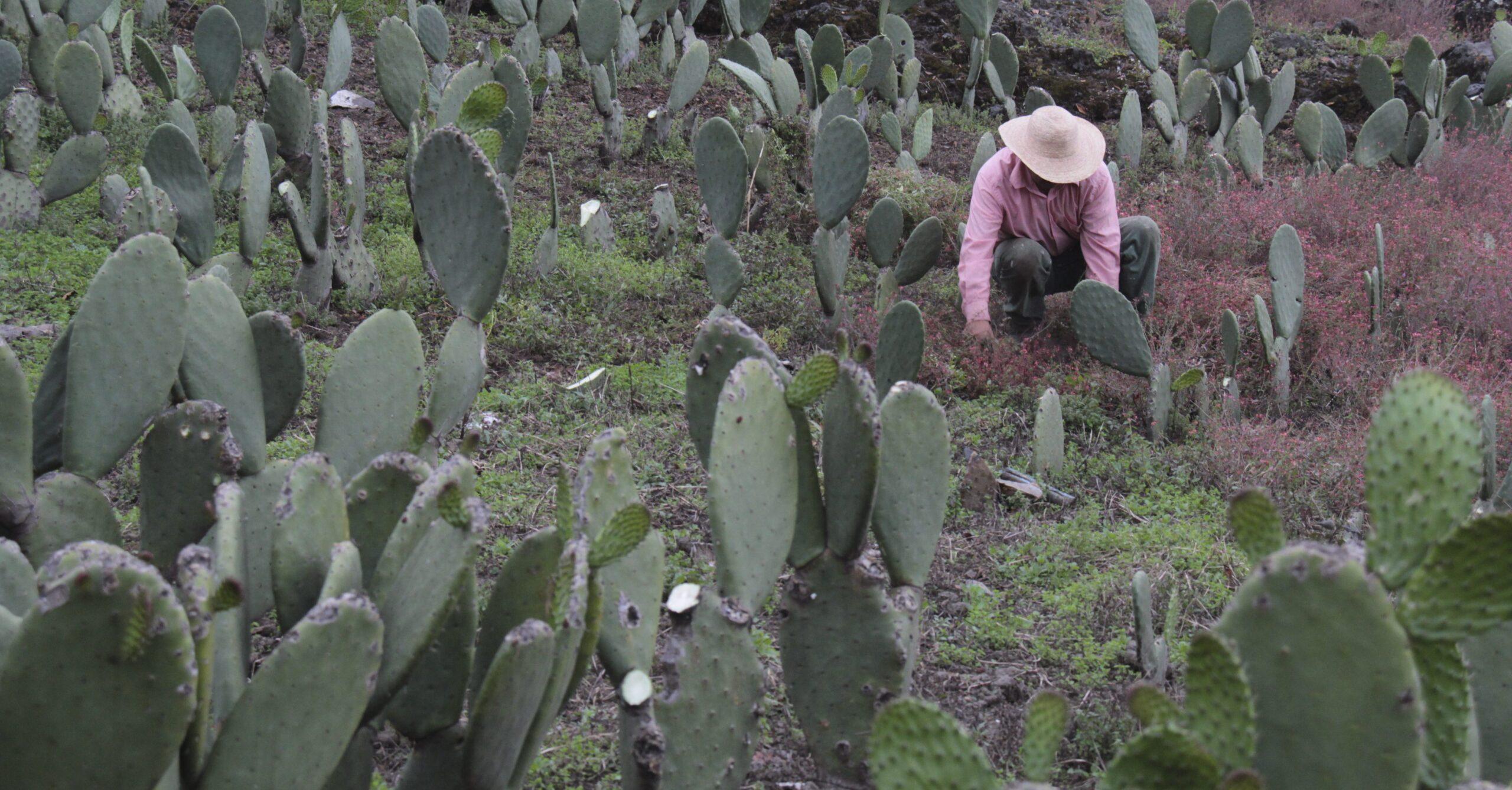 #SemáforoEconómico: Las exportaciones mexicanas van en aumento en el mercado de EU