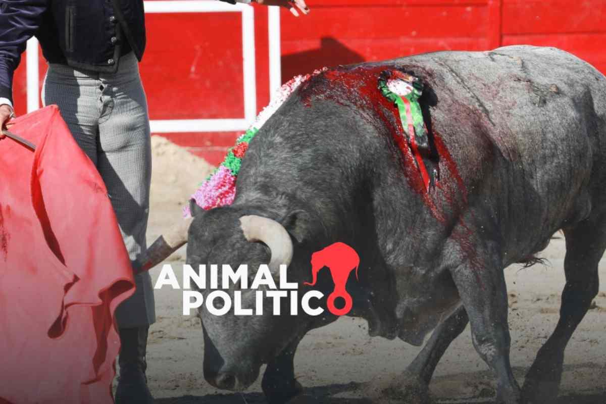 Corridas de toros regresan a la CDMX entre protestas por la defensa de los derechos animales 