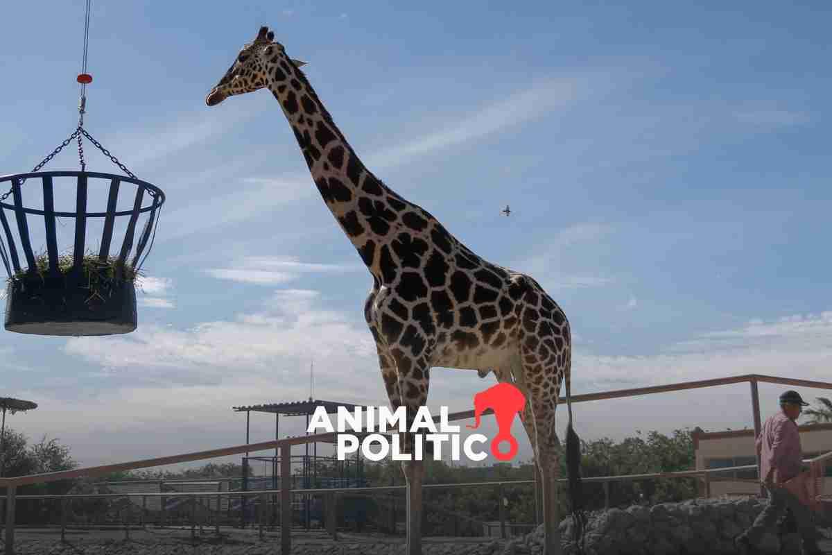 Jirafa Benito: Profepa la retiene en Chihuahua pese a estar en riesgo; animalistas denuncian negligencia