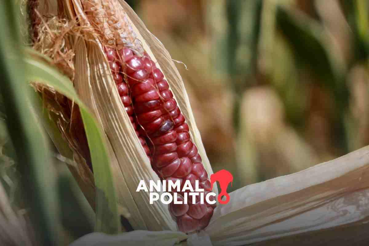 Pueblo de Oaxaca entregó maíz olotón a empresa de EU, pero le dan a cambio sólo 1% de las ganancias