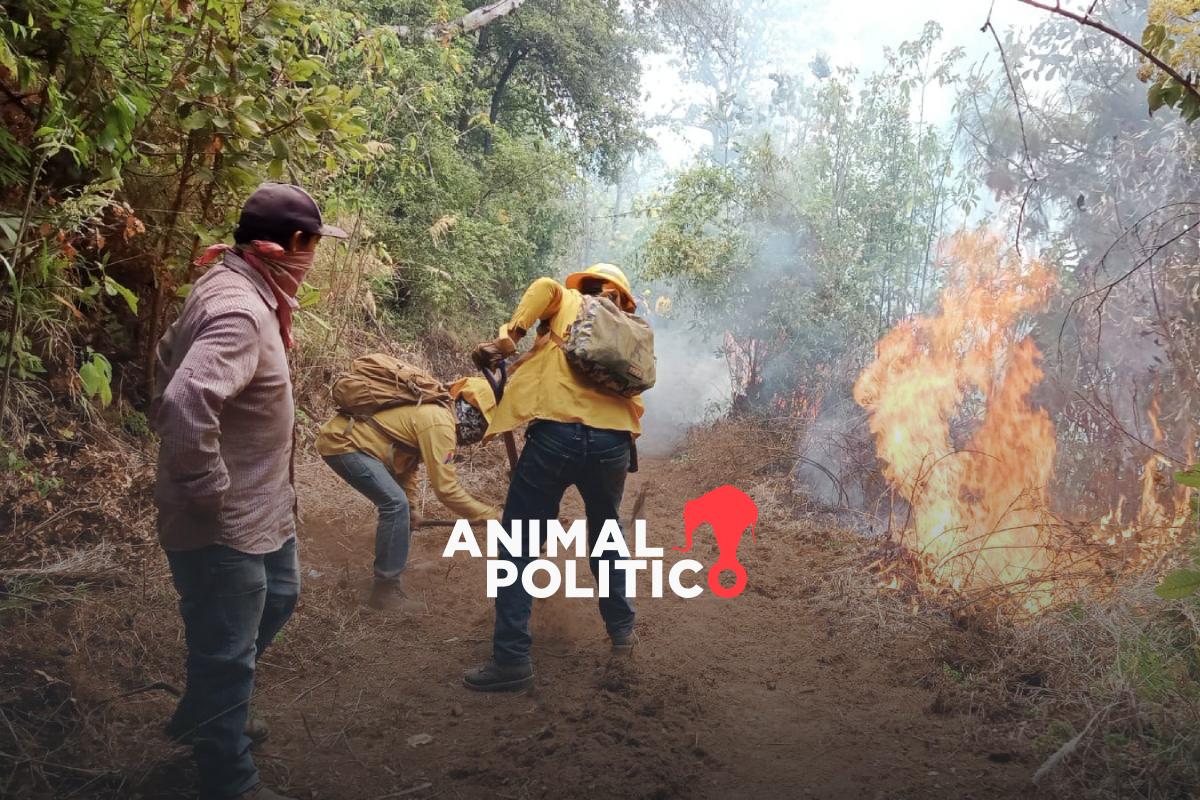Hay 126 incendios forestales activos: Edomex, Chiapas y Michoacán son los más afectados