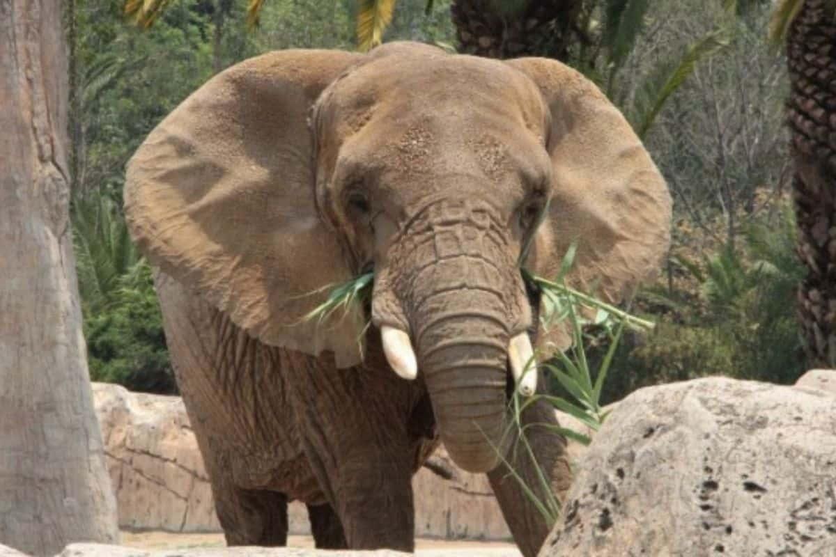 “Ely un ser sintiente”, ¿qué dice el juicio de amparo y qué sigue para la elefanta?