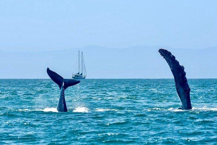 Una nadadora lanzó una iniciativa para conservar a la ballena jorobada y así puedes sumarte