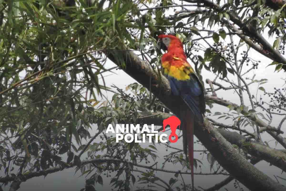 Grupo Xcaret desiste de megaproyecto hotelero que amenazaba 160 hectáreas de selva maya