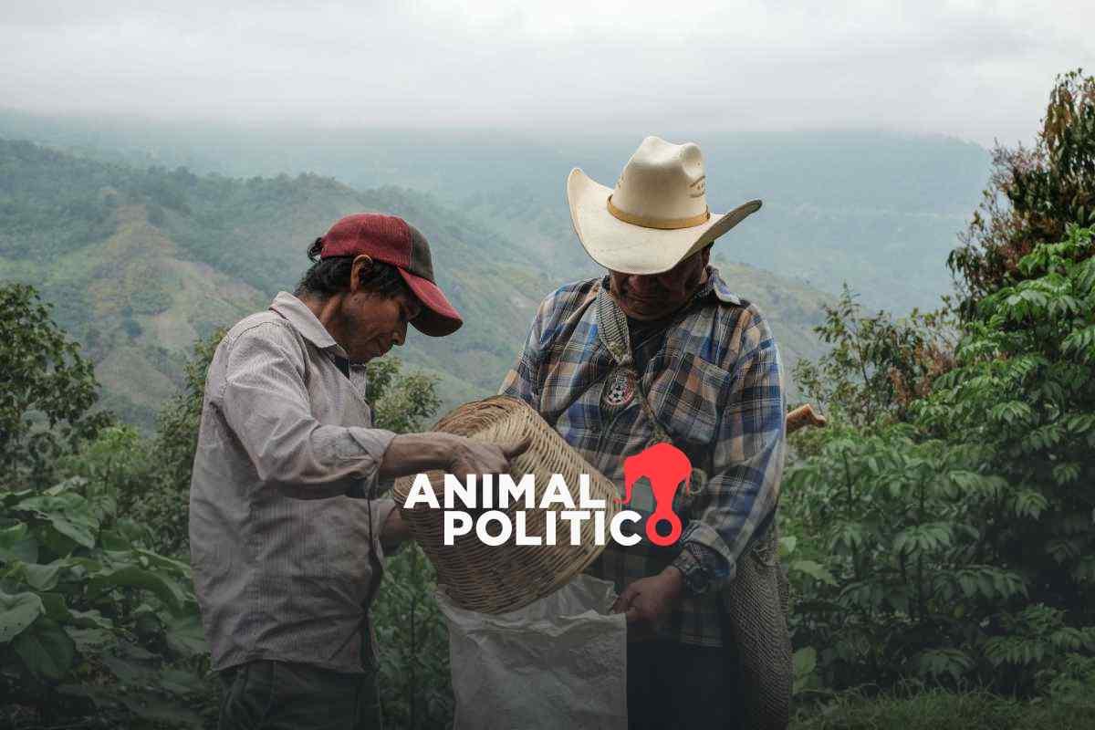 Programa Cosechando Soberanía arranca mañana; darán créditos blandos a pequeños productores