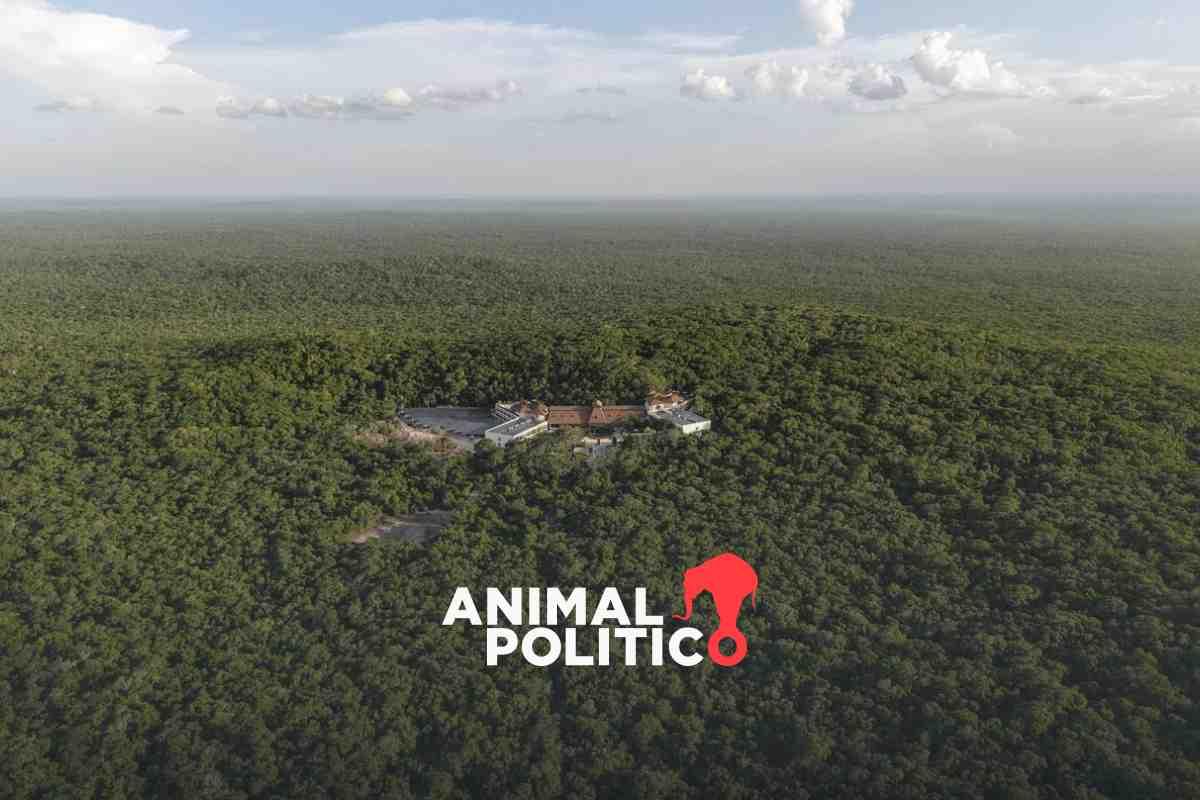 La Gran Selva Maya será un corredor biocultural, pese a la ampliación del Tren Maya en Guatemala