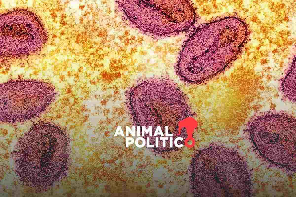 Mpox deja de ser una emergencia de salud pública internacional, anuncia la OMS