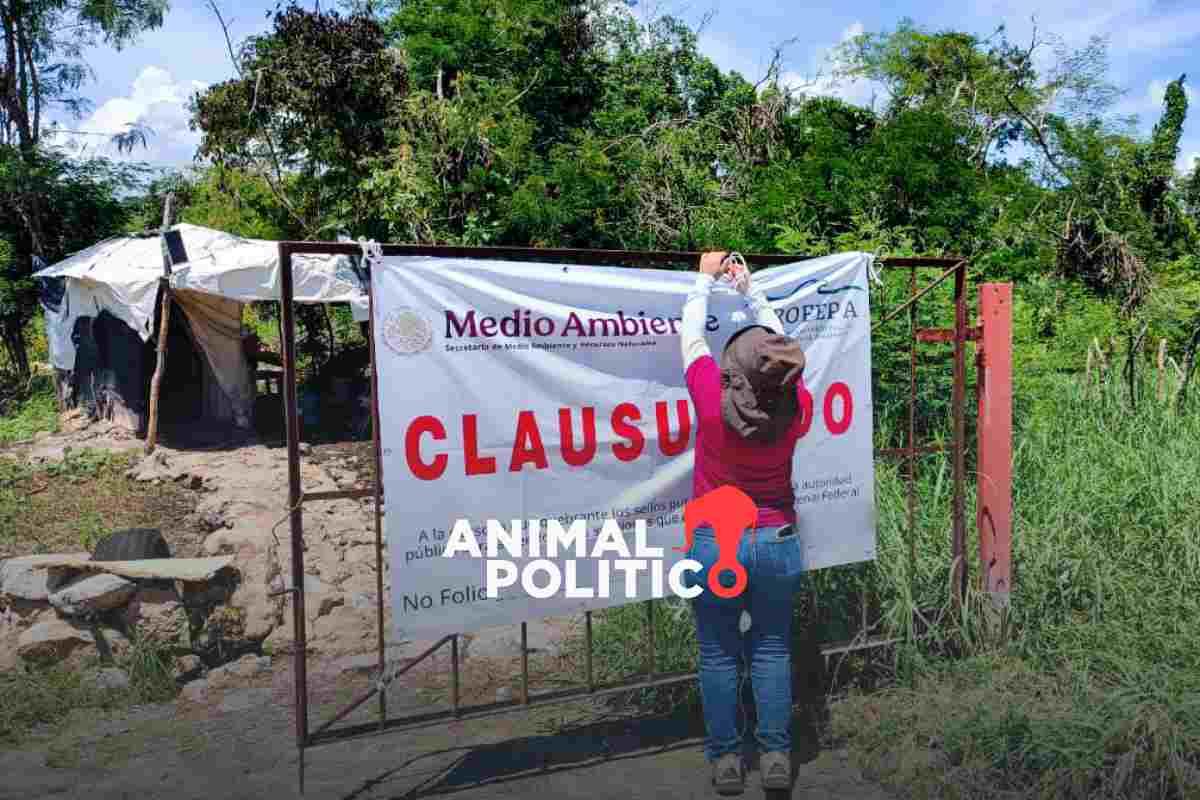 Clausuran granja porcícola en Yucatán por descarga de aguas residuales; tenía denuncias desde 202