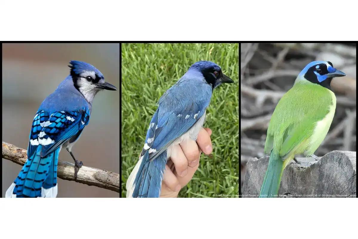 ¡El Cambio Climático se puso raro! Nace un híbrido de ave que no veíamos en 7 millones de años