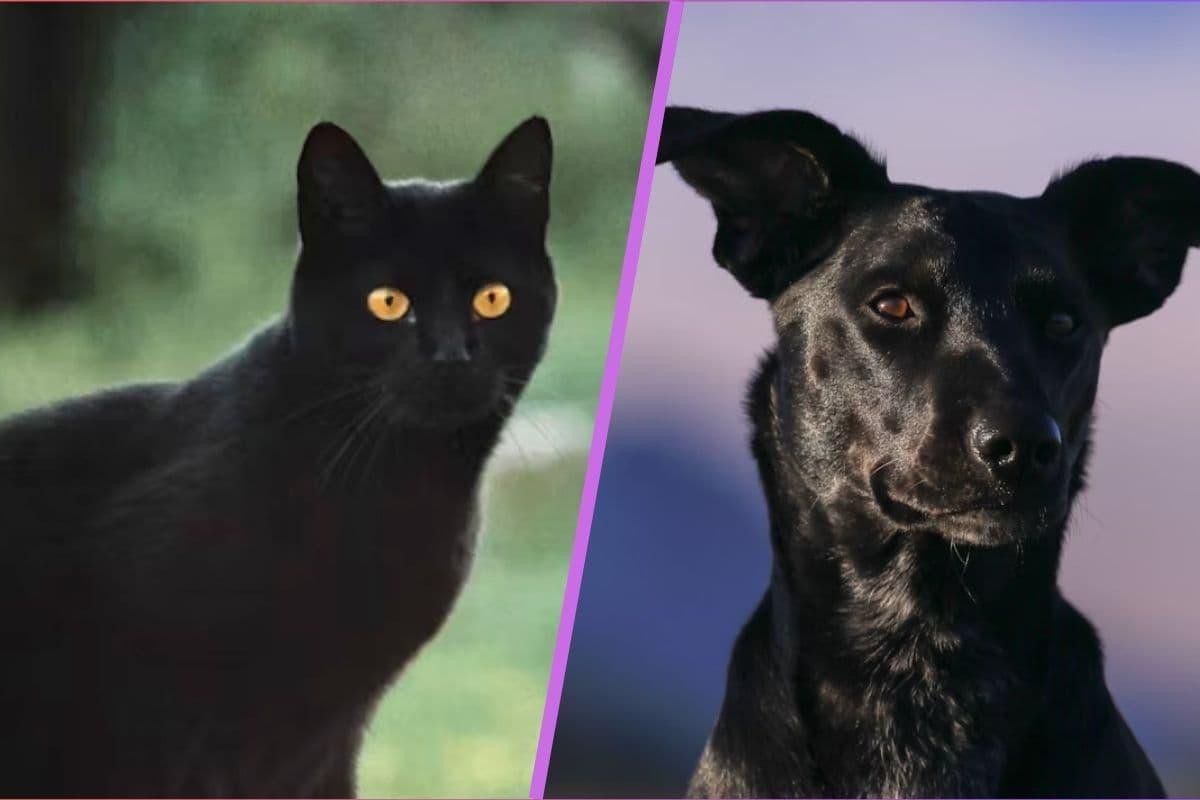 Policía de CDMX recomienda cuidar a perros y gatos negros por "riesgo de rituales"