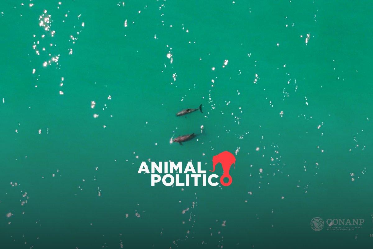 Vaquita marina: reportan avistamiento de hasta 10 ejemplares y nuevas crías