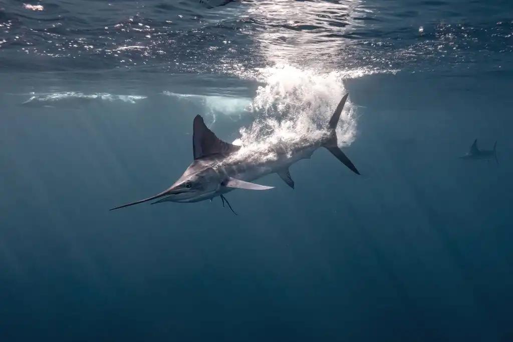 Cuando viajar es cuidar: turismo responsable y la reinvención del lujo