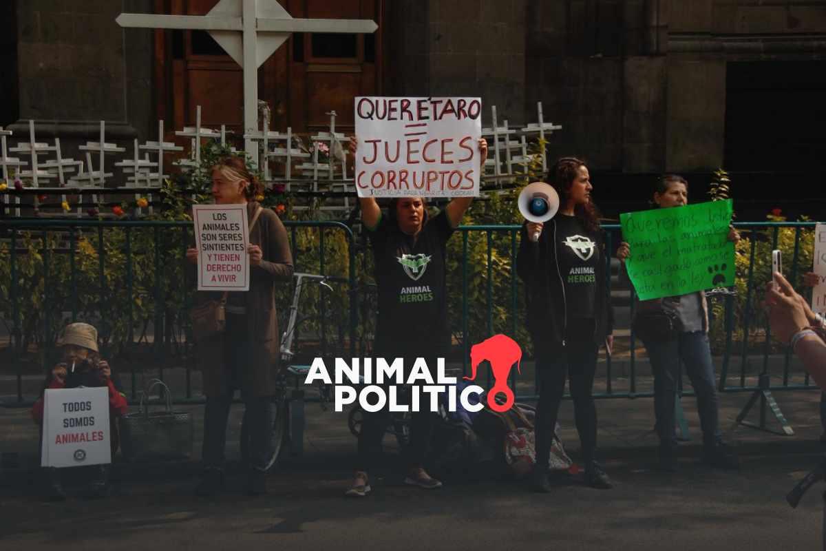 Caso Athos y Tango: la sentencia que, en pleno Día de los Derechos de los Animales, pone en duda la justicia mexicana