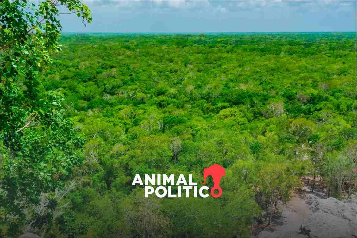 Comunidades de la Selva Maya exigen participar en el diseño del Plan de Acción del nuevo corredor biocultural