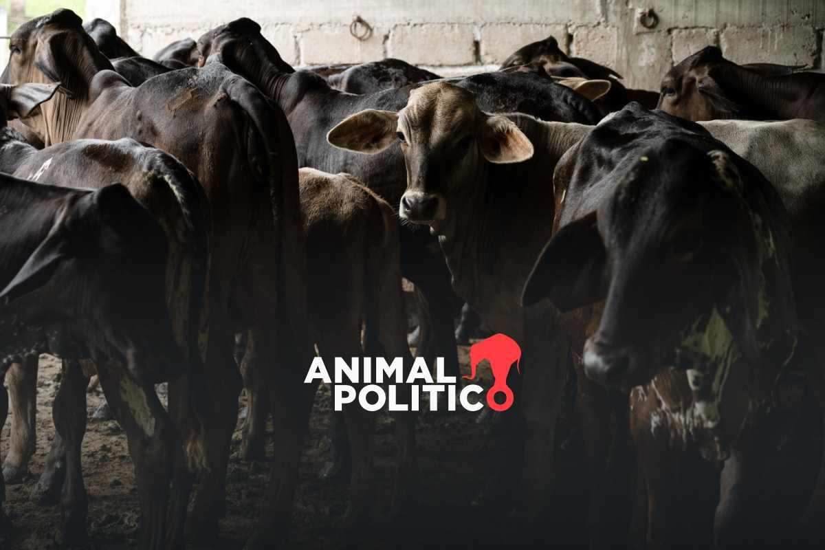 Ganaderos acuerdan con Agricultura reforzar acciones contra el gusano barrenador