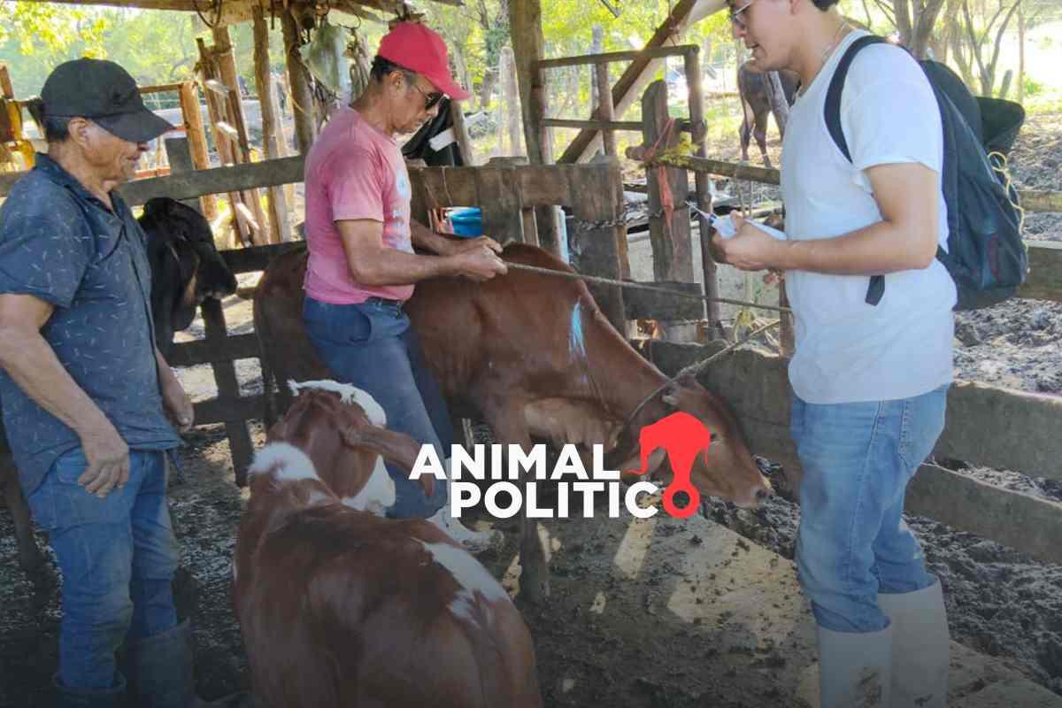 Detectan primer caso de gusano barrenador en Tamaulipas; Agricultura realiza rastreo epidemiológico