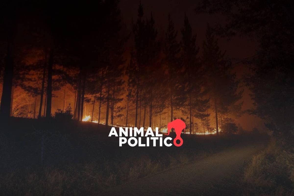 Van al menos 20 muertos por incendios en Chile; fuego avanza hacia el sur del país