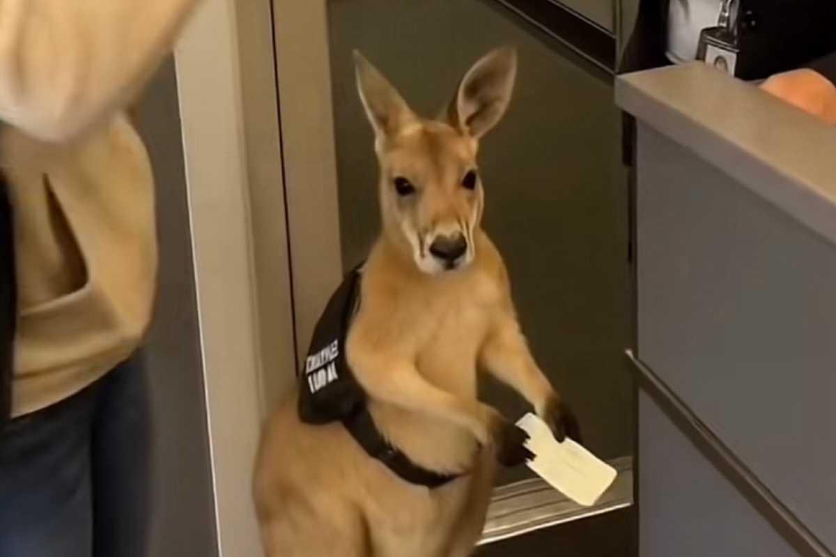 Del spam al slop: te contamos más sobre este término derivado de la Inteligencia Artificial