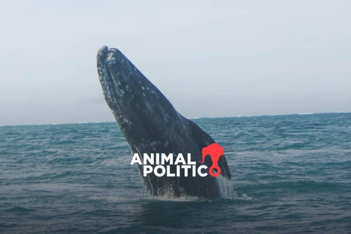 Demanda en defensa de las ballenas del Golfo de California continúa con la presentación de pruebas