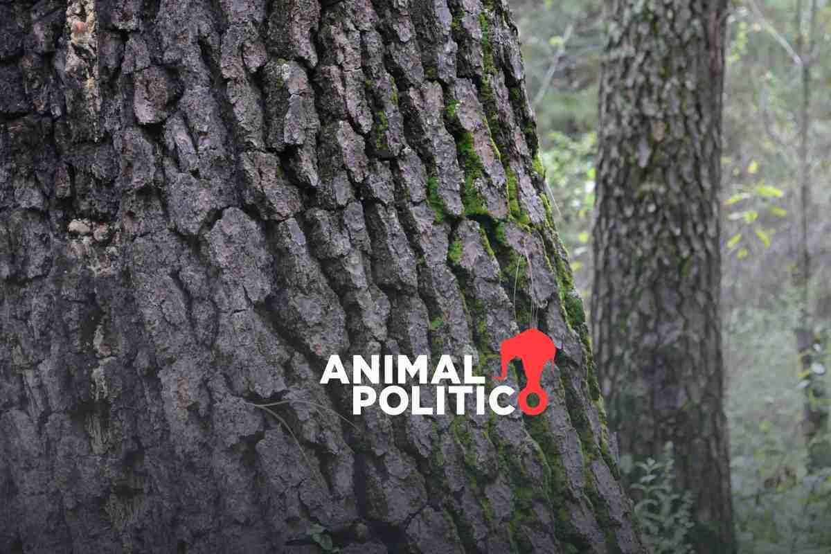 El valor del pino: el árbol por el que asesinan a guardabosques en el volcán Iztaccíhuatl