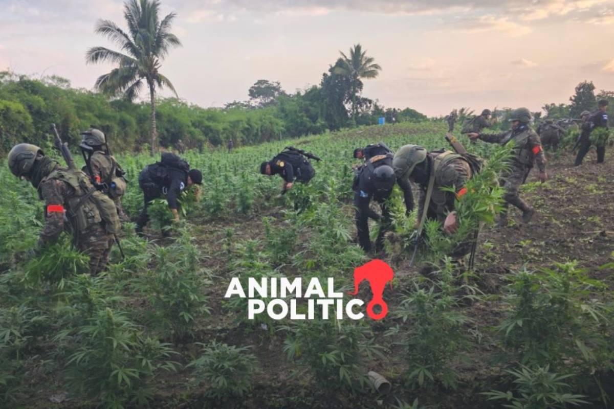 Detienen a cuatro presuntos narcotraficantes, entre ellos un mexicano, en Guatemala; decomisan mariguana con valor de 20.9 mdd