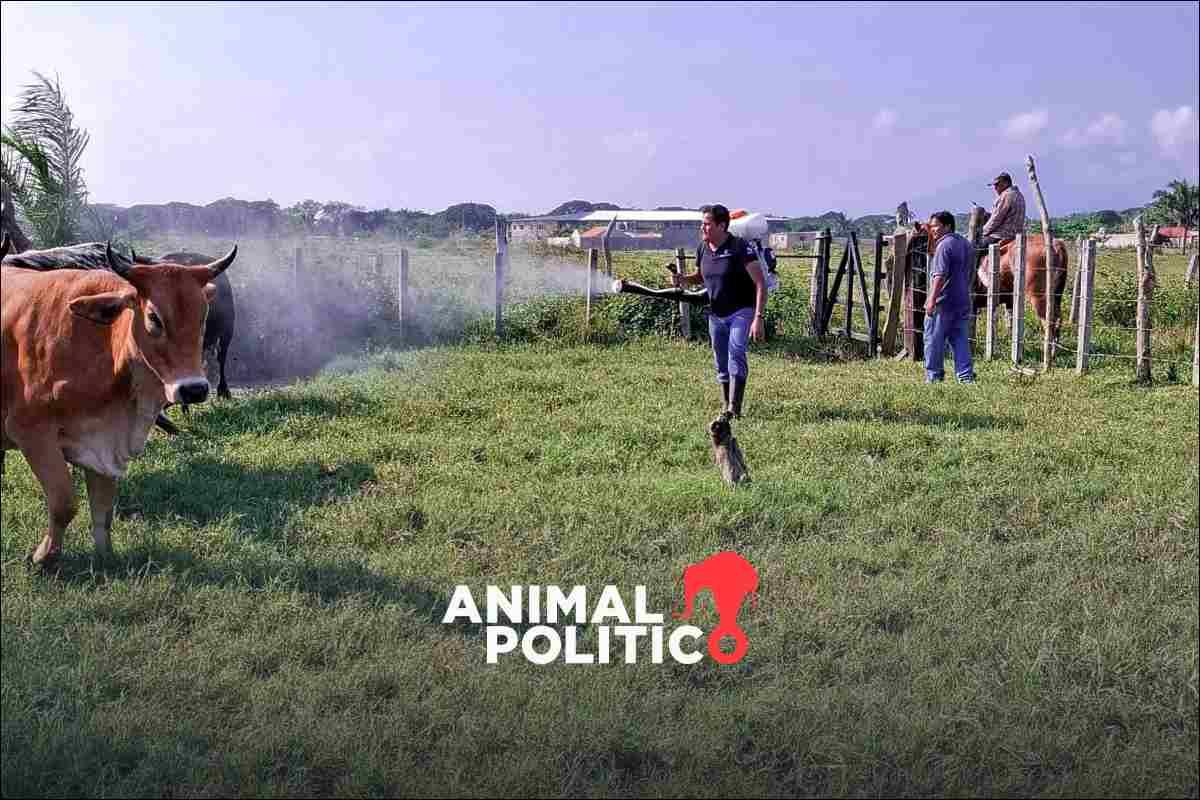 Confirman primer caso de gusano barrenador en el Edomex; lo detectan en una cabra de Tlatlaya