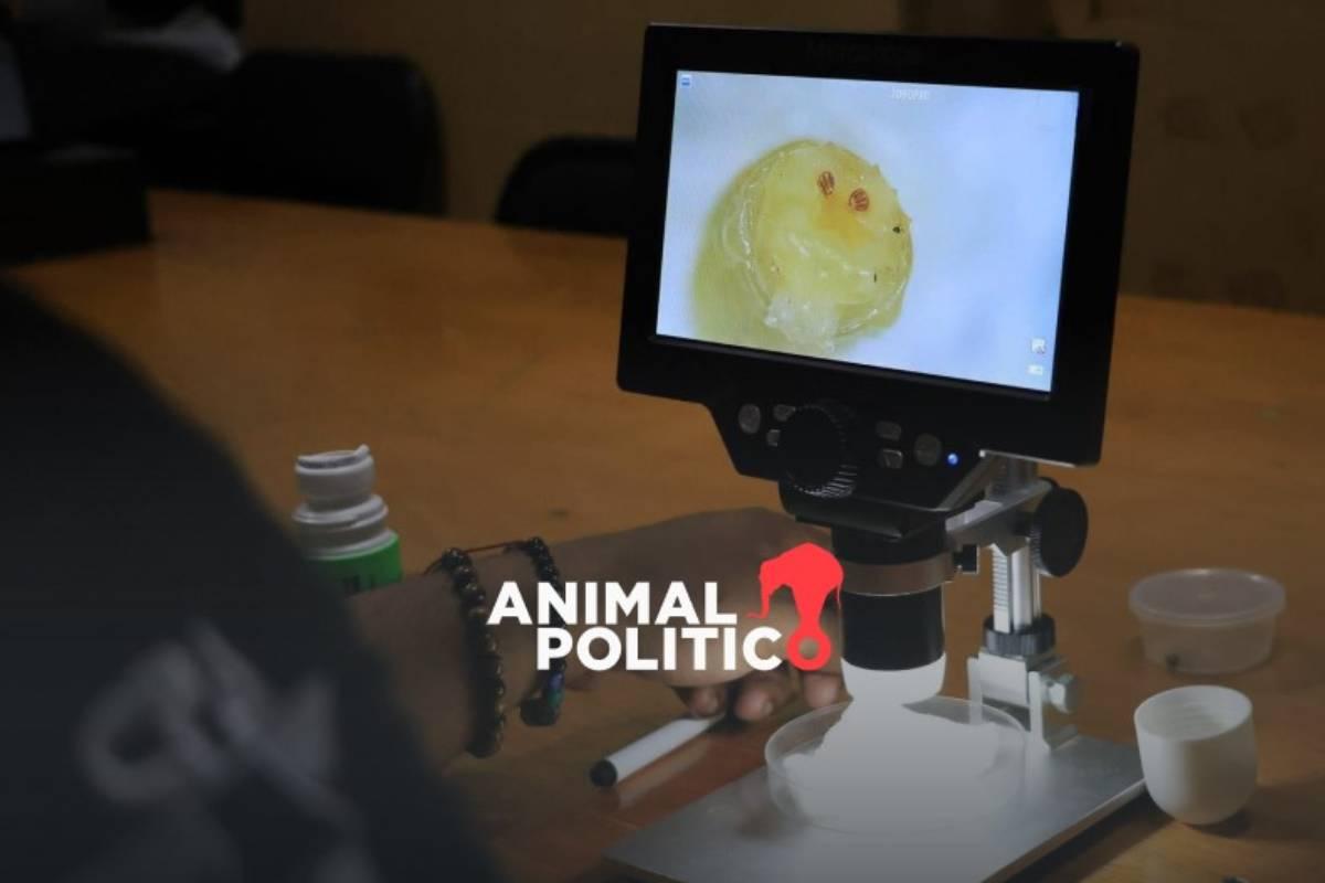 Confirman primer caso de gusano barrenador en ganado en Michoacán; refuerzan acciones sanitarias en la entidad