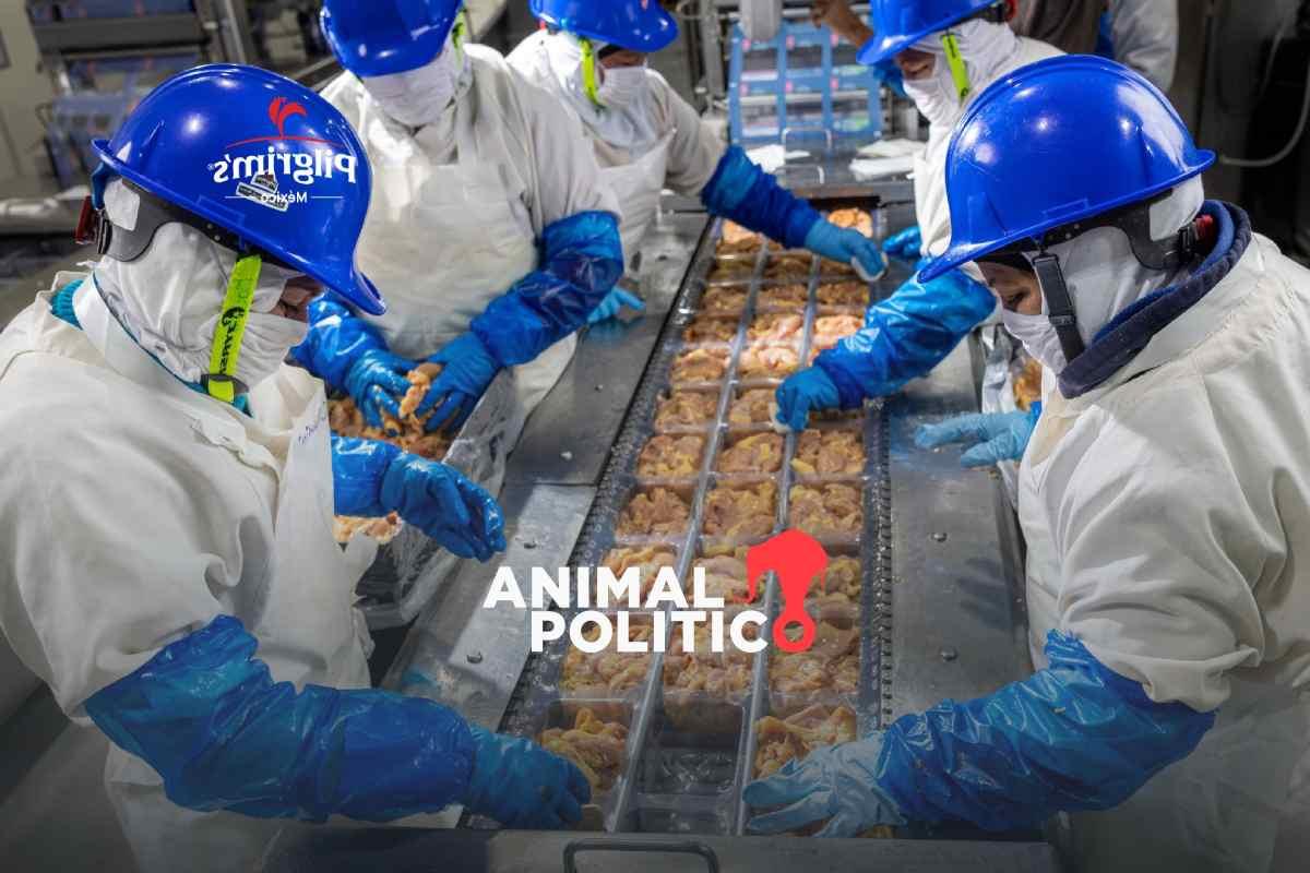 Pilgrim’s invertirá mil 300 mdd en México; buscan reducir 35 % las importaciones de pollo