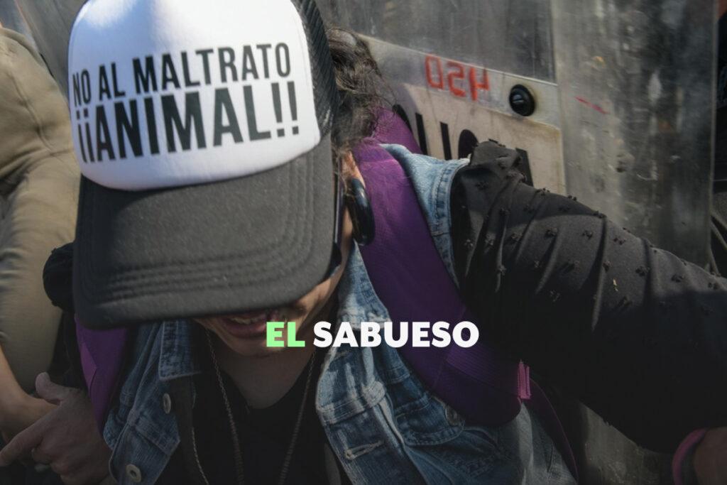 ¿Cómo protege la legislación mexicana a los animales? Activistas exigen homogeneización de normas y mayor atención a refugios