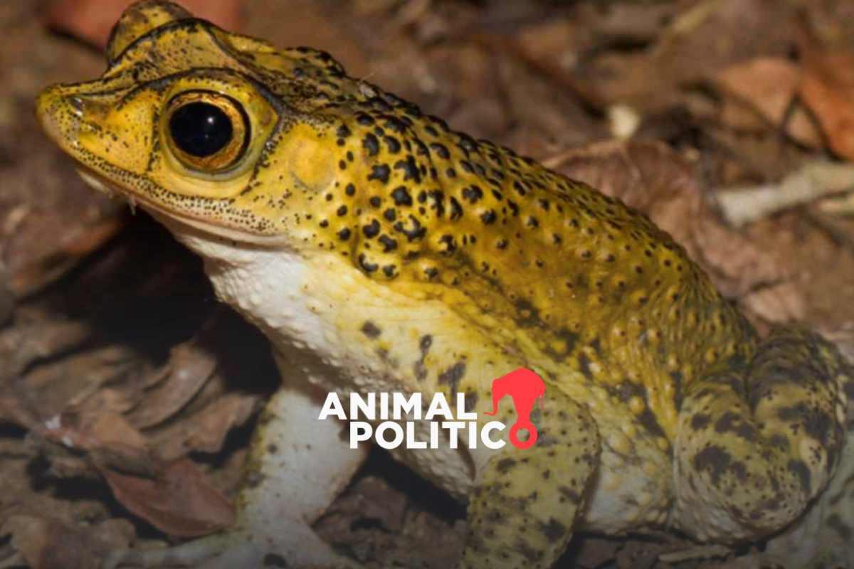 ¿Conoces al sapo concho que apareció en el Super Bowl con Bad Bunny?