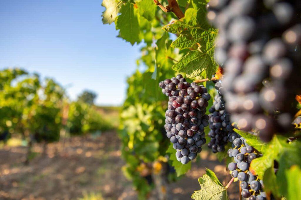 5 viñedos en México perfectos para una cita romántica