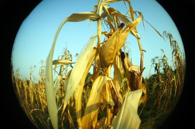 Juez suspende emisión de permisos de siembra de maíz transgénico en México