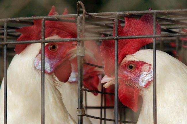 Sacrificarán casi un millón de pollos en México por gripe aviar