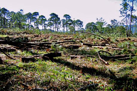 Nueva ley forestal elimina la participación civil en toma de decisiones sobre bosques