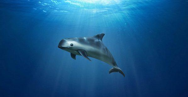 La vaquita marina y 370 especies en riesgo, con menos presupuesto para protección en 2019