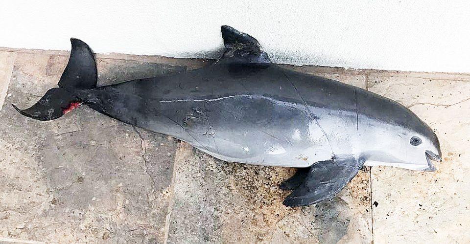 Este es el plan de emergencia del gobierno mexicano para salvar a la vaquita marina