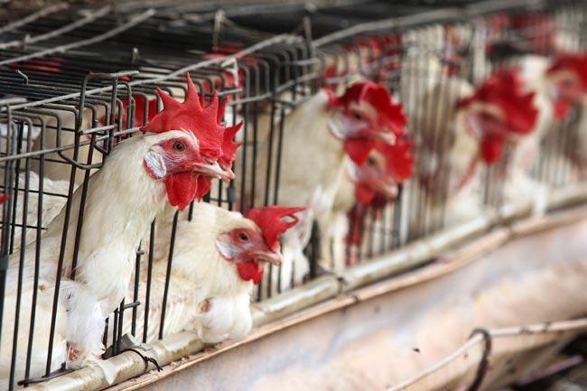 La población no tiene ningún riesgo de contagio de influenza aviar: Ssa