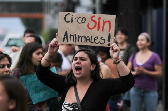 Diputados prohíben uso de animales silvestres en circos del país