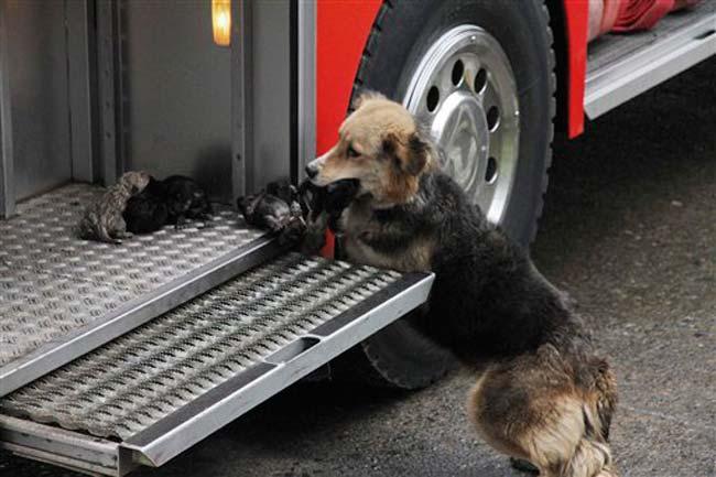 “Amanda” la perrita chilena que salvó a sus cachorros de un incendio