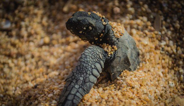 Nacer a contratemperatura: las tortugas requieren de ayuda humana para subsistir