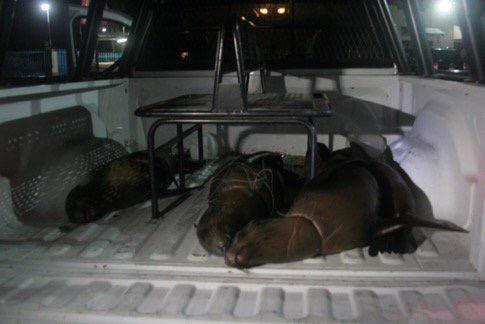 Hallan 4 lobos marinos muertos en área natural protegida de La Paz; Profepa presenta denuncia penal 