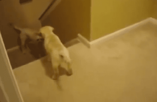 ¿Cómo bajar las escaleras? La diferencia entre perros y gatos